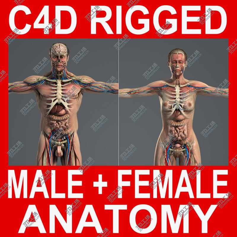 images/goods_img/20210113/C4D Male and Female Anatomy V07/1.jpg